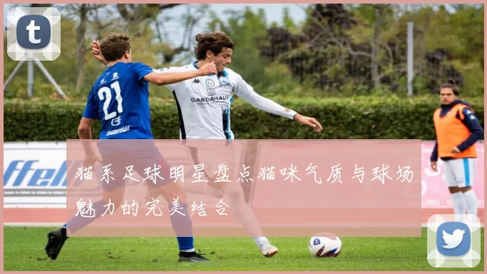 猫系足球明星盘点猫咪气质与球场魅力的完美结合